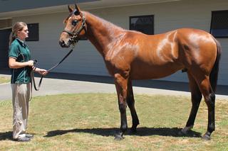 Karaka graduate Manolo Blahniq (NZ) (Jimmy Choux) is now a stakes winner on both sides of the Tasman.