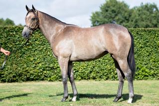 The one to beat in Leg 3 of the NZB Filly of the Year Series, Aalaalune (NZ) as a yearling. 