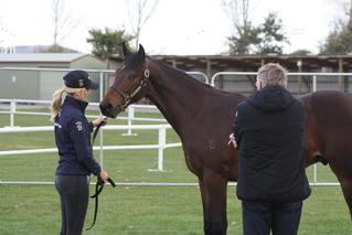 Yearling offered at the Sale will be Karaka Million Series eligible. 