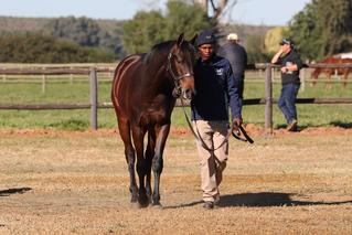 Klawervlei Stud to partner in first online sale on gavelhouse.com.