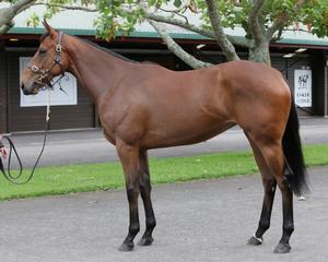 Luvaluva (NZ) photographed during 2016 Ready to Run Sale. 