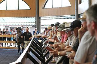 Indoor parade ring at Karaka. 